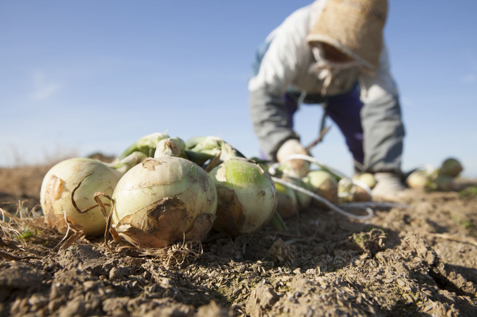 Crapo, Colleagues Introduce Bill To Provide Relief For American Farmers